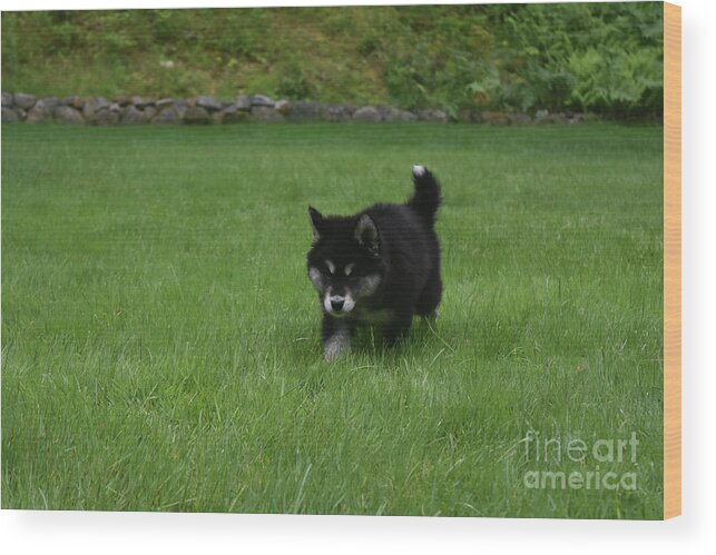 Alusky Wood Print featuring the photograph Black and White Alusky Puppy Walking in a Grass Yard by DejaVu Designs