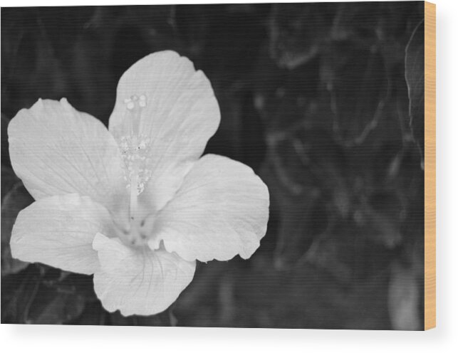 Flower Wood Print featuring the photograph Black and White Hibiscus 3 by Amy Fose