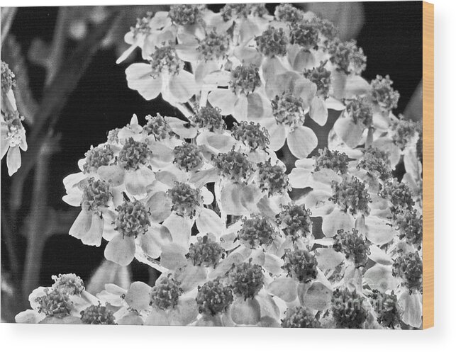 Black And White Wood Print featuring the photograph Black and White Hydrangea by David Frederick
