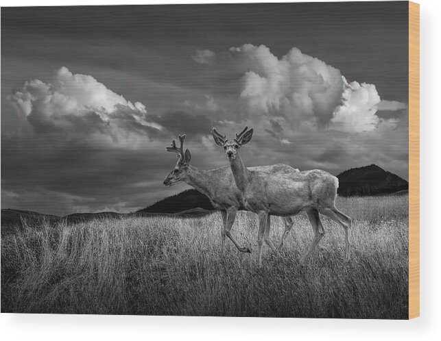 Deer Wood Print featuring the photograph Black and White of Male Mule Deer with Velvet Antlers by Randall Nyhof