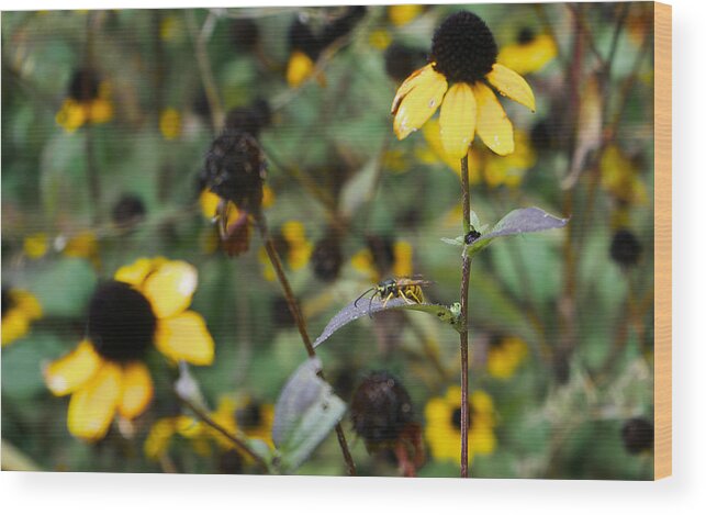 Bee Wood Print featuring the photograph Black and Yellow by Brooke Bowdren