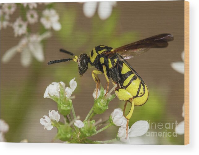 2018 Wood Print featuring the photograph Black and yellow on Coriander by Shawn Jeffries