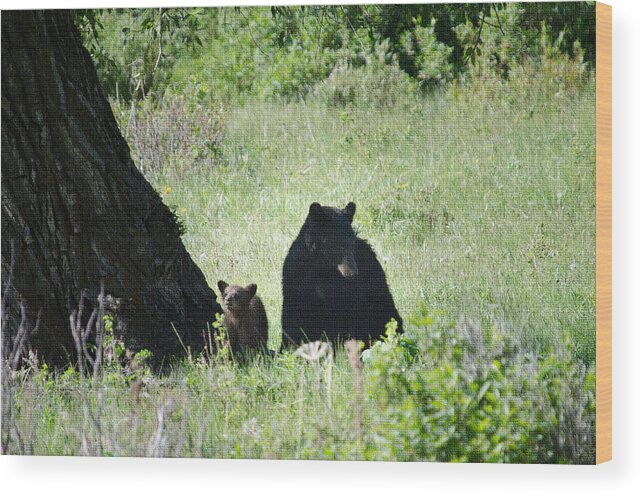 Animals Wood Print featuring the photograph Black Bear and Cub by Crystal Wightman