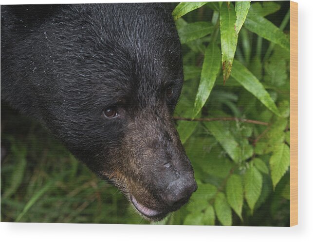 Bear Wood Print featuring the photograph Black Bear by David Kirby