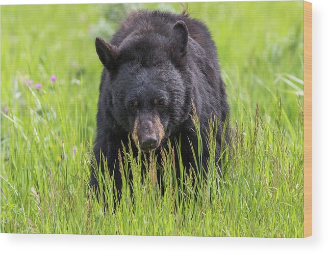 Bear Wood Print featuring the photograph Black Bear On The Prowl by Tony Hake