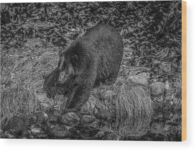 Black Bear Wood Print featuring the photograph Black Bear Salmon Seeker by Roxy Hurtubise