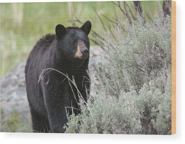 Ursus Wood Print featuring the photograph Black Bear Sow by David Watkins
