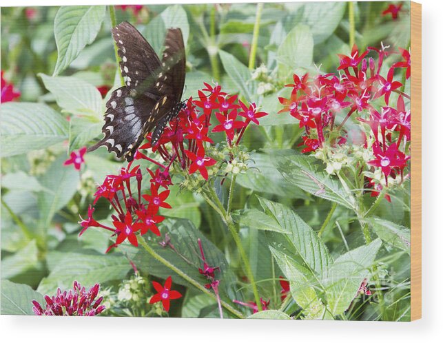 Butterfly Wood Print featuring the photograph Black Butterfly in Field of Red Flowers by Karen Foley