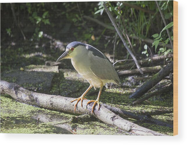Heron Wood Print featuring the photograph Black-crowned Night Heron by Eunice Gibb