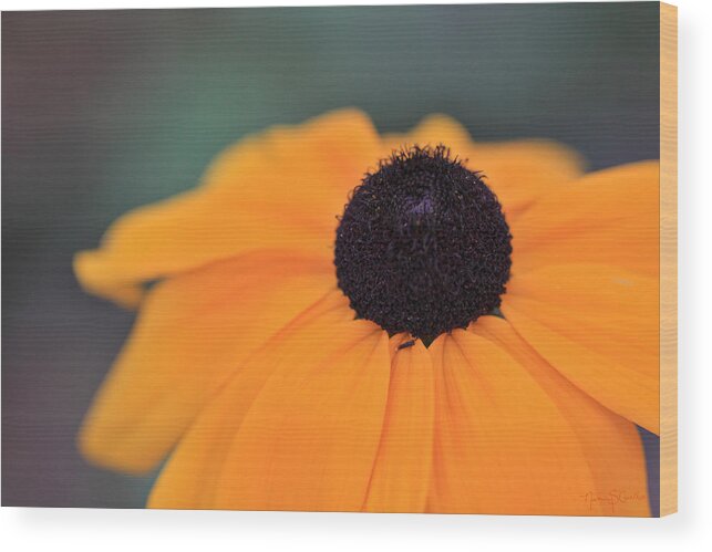 Flower Wood Print featuring the photograph Black-eyed Susan by Nancy Coelho