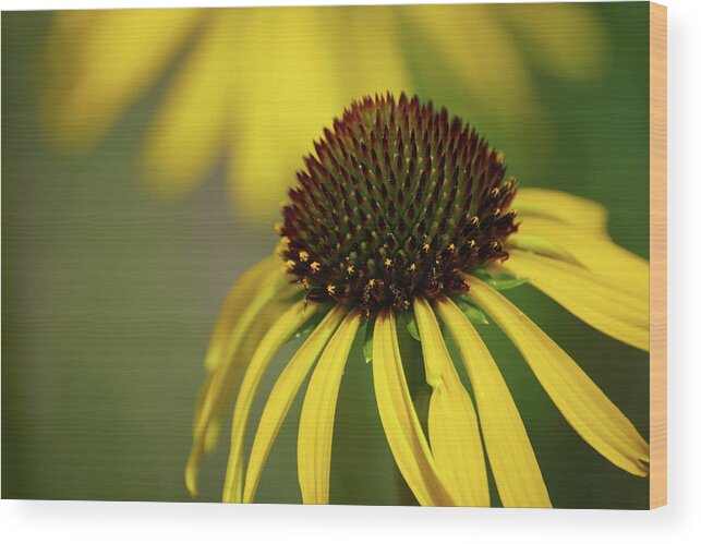 Flower Wood Print featuring the photograph Black-eyed Susan by Rebekah Zivicki