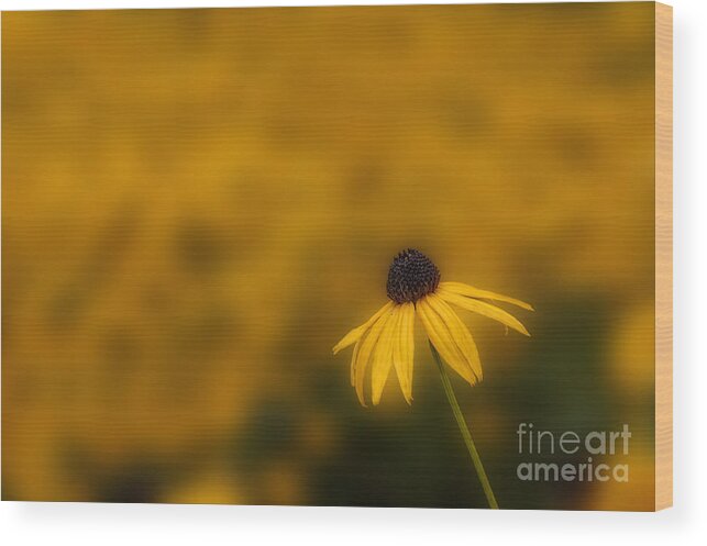 Black-eyed Susan Wood Print featuring the photograph Black-eyed Susan wild flower by Dan Friend