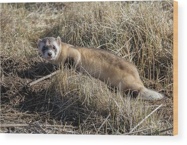 Ferret Wood Print featuring the photograph Black-footed Ferret On the Prowl by Tony Hake