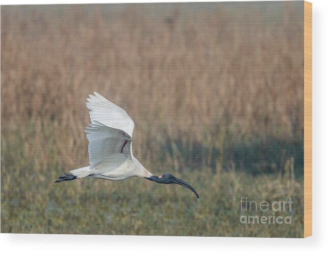 National Park Wood Print featuring the photograph Black-headed Ibis 01 by Werner Padarin