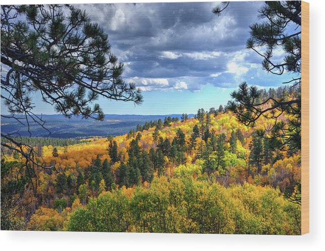 Autumn Wood Print featuring the photograph Black Hills Autumn by Fiskr Larsen
