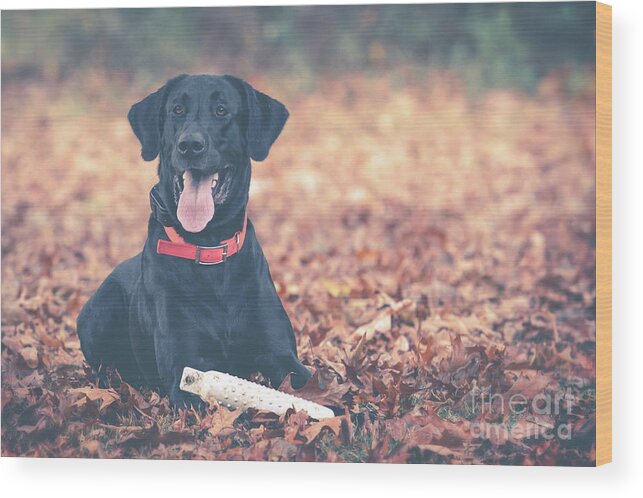 Etriever Wood Print featuring the photograph Black Labrador in the Fall Leaves by Eleanor Abramson