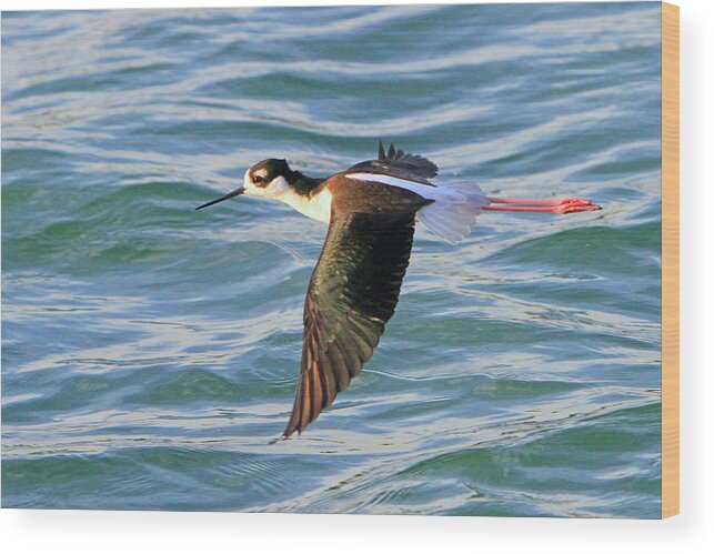 Bird Wood Print featuring the photograph Black-necked Stilt 6 by Shoal Hollingsworth