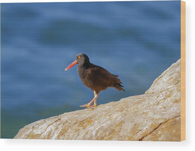 Mark Miller Photos Wood Print featuring the photograph Black Oystercatcher Seaside by Mark Miller