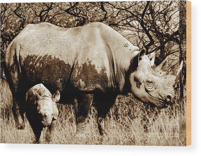 Rhinoceros Wood Print featuring the photograph Black Rhino and youngster by Baggieoldboy