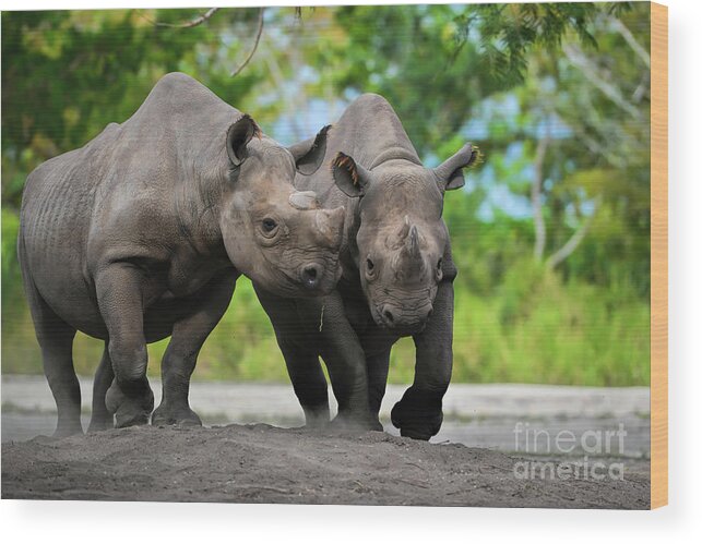 Black Rhinoceros Wood Print featuring the photograph Black Rhinoceroses by Olga Hamilton