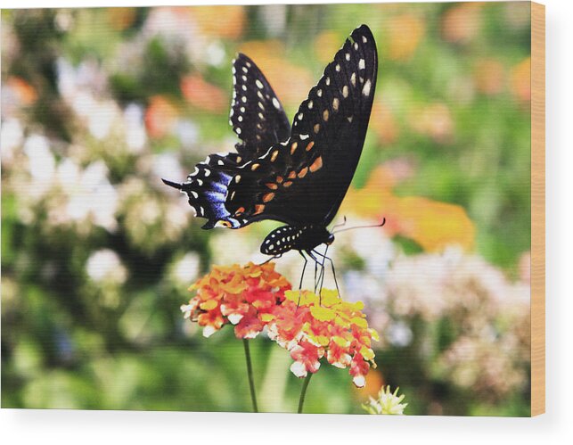 Photo Wood Print featuring the photograph Black Swallowtail by Alan Hausenflock