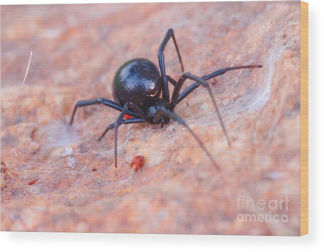 James Smullins Wood Print featuring the photograph Black widow spider by James Smullins