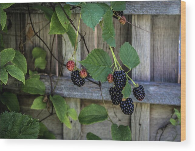 Berries Wood Print featuring the photograph Blackberries by K Bradley Washburn