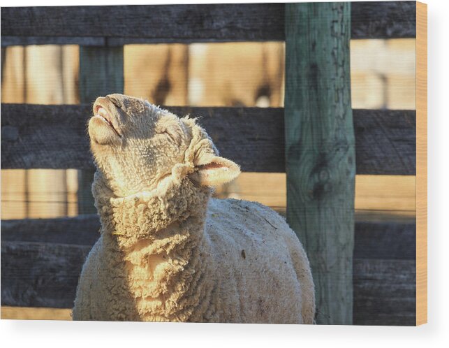 Farm Wood Print featuring the photograph Bleating Sheep by Joni Eskridge