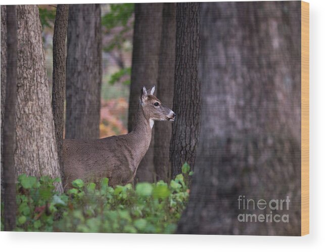 Deer Wood Print featuring the photograph Blending In by Andrea Silies