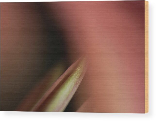 Flower Wood Print featuring the photograph Bliss by Bob Cournoyer