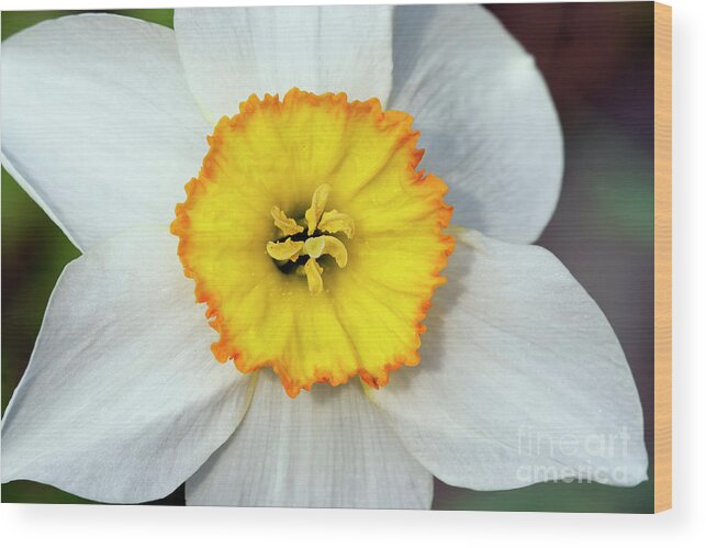 Narcissus Wood Print featuring the photograph Bloom of narcissus by Michal Boubin