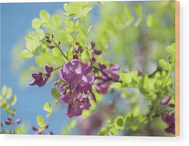 Jenny Rainbow Fine Art Photography Wood Print featuring the photograph Bloom of Purple Acacia Tree by Jenny Rainbow