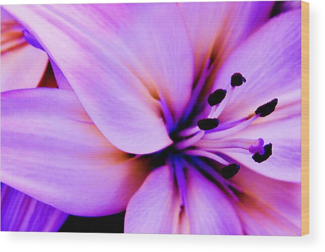 Flower Wood Print featuring the photograph Bloom v.3 by Ryan Heffron