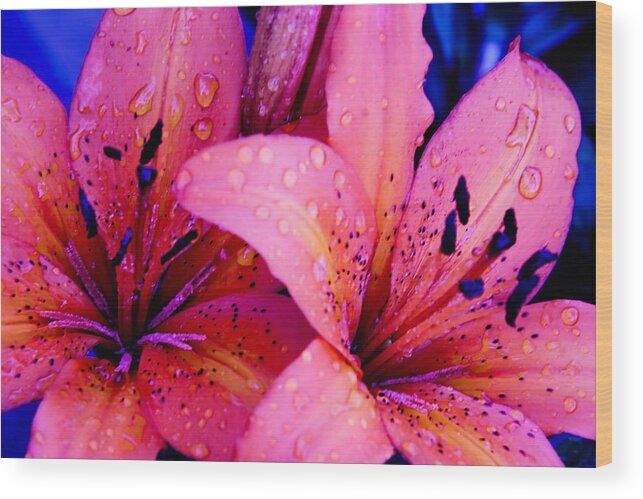 Flower Wood Print featuring the photograph Bloom v.5 by Ryan Heffron