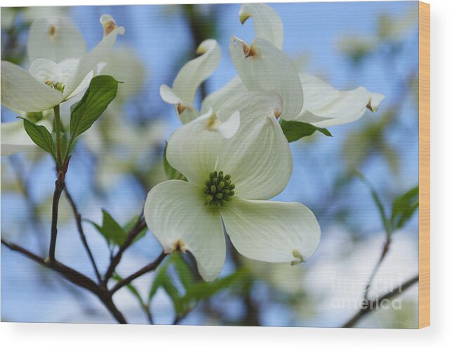 Spring Wood Print featuring the photograph Blooming Dogwood by Jennifer White