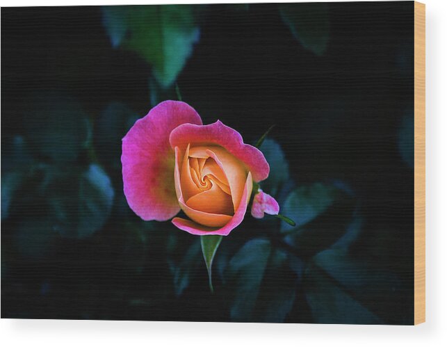 Rose Wood Print featuring the photograph Blooming by Jennifer Walsh