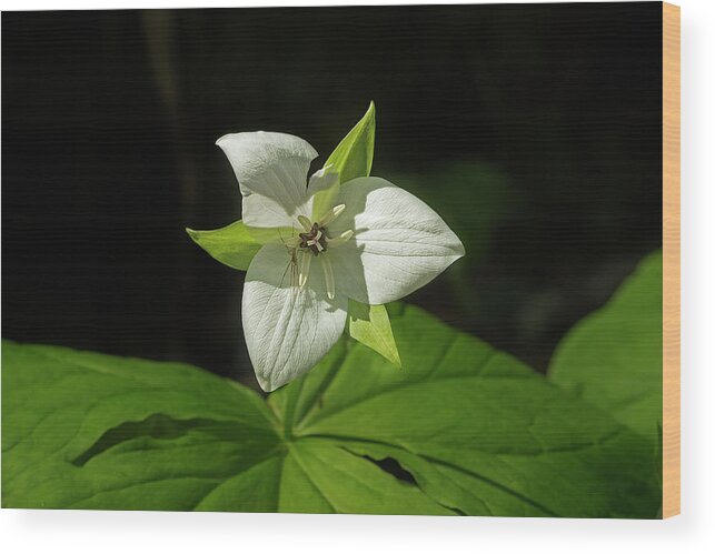 Sweet White Trillium Wood Print featuring the photograph Blooming Trillium by Mike Eingle