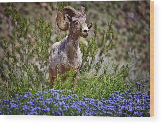 Anza Borrego Desert State Park Wood Print featuring the photograph Blooms and Bighorn in Anza Borrego Desert State Park by Sam Antonio