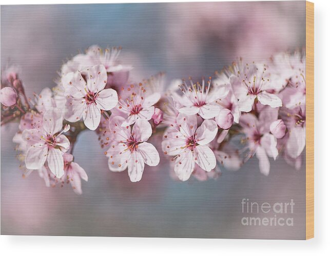 Nature Wood Print featuring the photograph Blossom 2017 by Alex Hiemstra