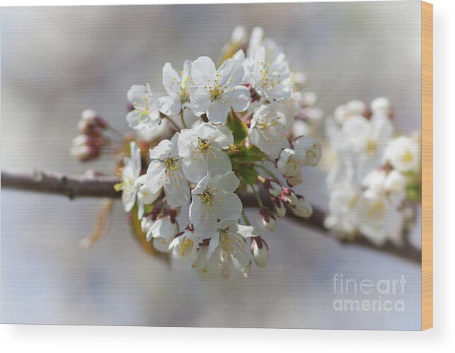 Blossoming Wood Print featuring the photograph Blossoming cherry by Michal Boubin