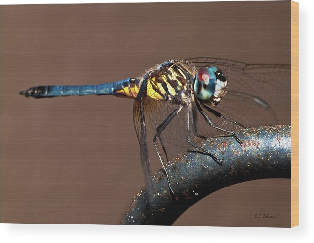 Dragonfly Wood Print featuring the photograph Blue and Gold Dragonfly by Christopher Holmes
