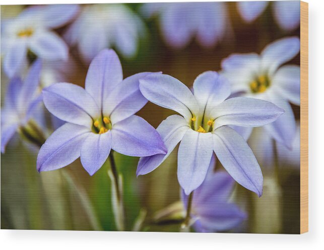  Wood Print featuring the photograph Blue and White Flowers by Martina Fagan