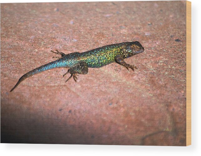 Blue Bellied Fence Lizard In Breeding Colors Wood Print featuring the photograph Blue Bellied Fence Lizard in Breeding Colors by Frank Wilson
