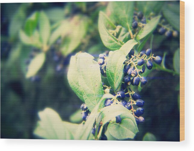 Blue Berry Wood Print featuring the photograph Blue Berry by Suraj Maharjan