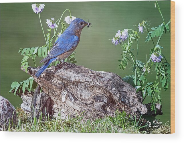 Bluebird Wood Print featuring the photograph Bluebird Bearing Bug by Peg Runyan