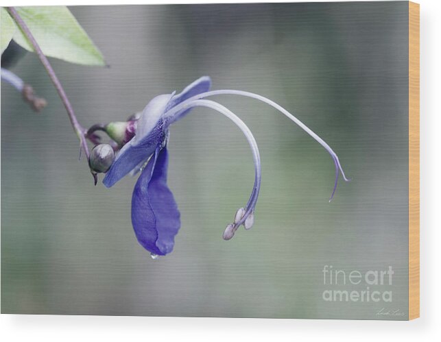 Purple Flowers Wood Print featuring the photograph Blue Butterfly Bush by Linda Lees