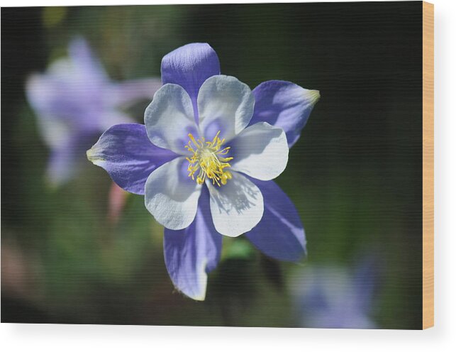 Rocky Mountains Wood Print featuring the photograph Blue Columbine by Julia McHugh