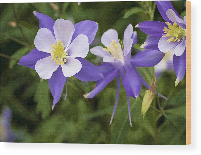 Colorado Wood Print featuring the photograph Blue Columbine Wildflower - Oil Paint by Teri Virbickis