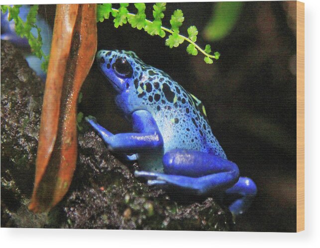 Frog Wood Print featuring the photograph Blue Dart Frog by Shoal Hollingsworth