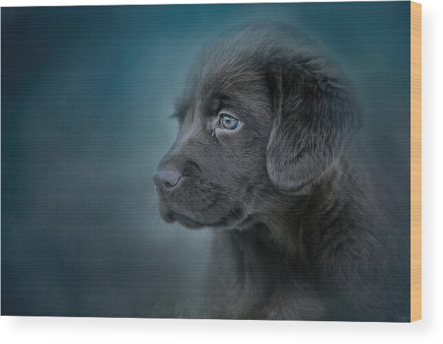 Jai Johnson Wood Print featuring the photograph Blue Eyed Puppy by Jai Johnson